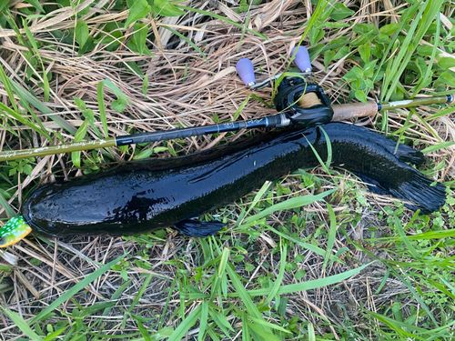 ライギョの釣果