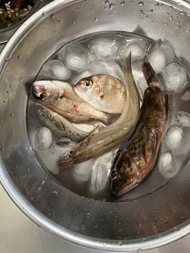 釣果