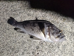 クロソイの釣果