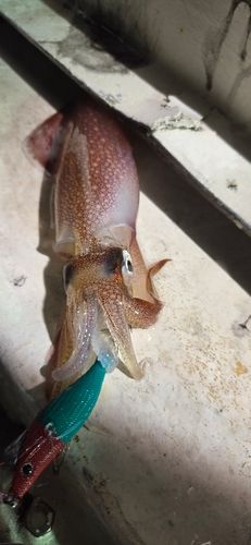 マイカの釣果