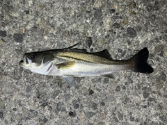 ハネ(マルスズキ)の釣果