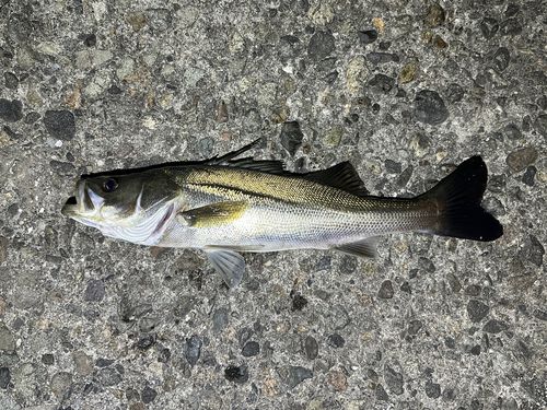 ハネ（マルスズキ）の釣果
