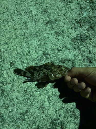 ガシラの釣果