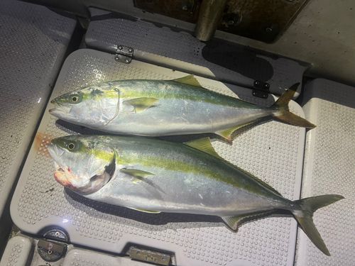 ヒラマサの釣果