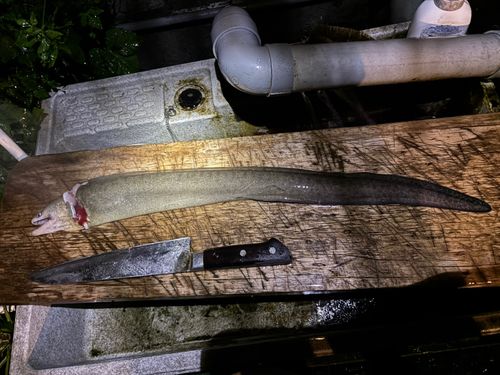 ウツボの釣果