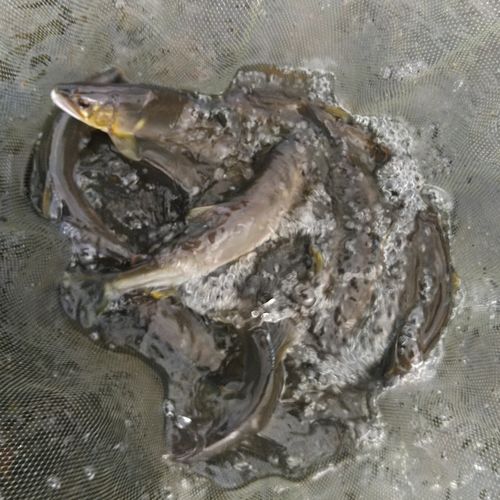 アユの釣果