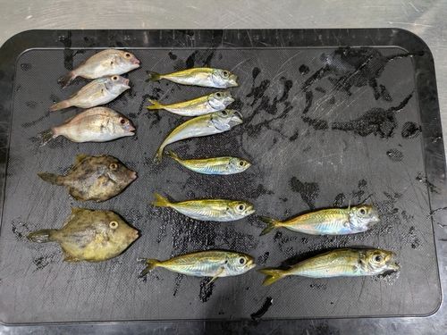 アジの釣果