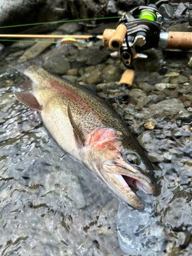 ニジマスの釣果