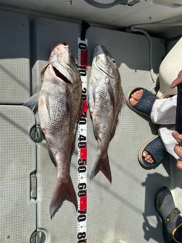 マダイの釣果