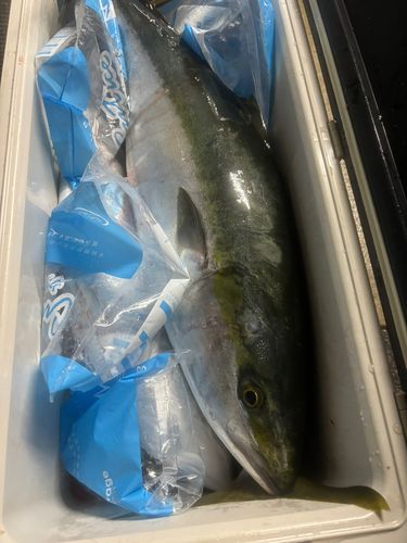 ブリの釣果