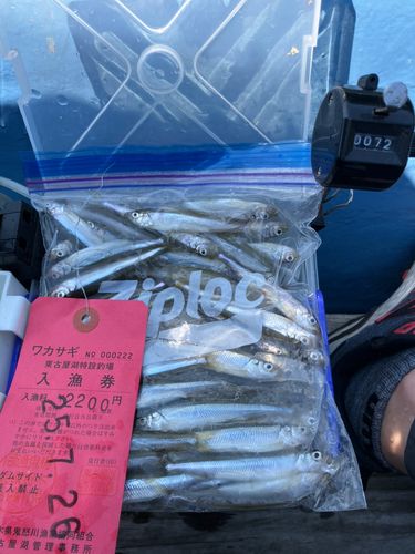 ワカサギの釣果