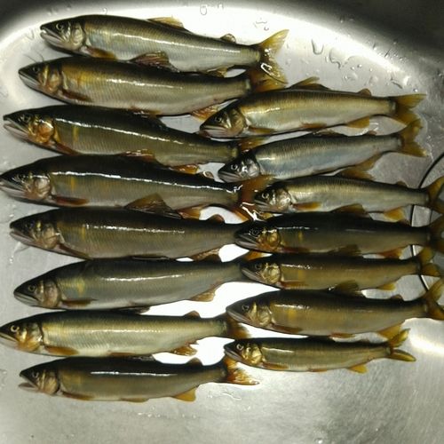アユの釣果