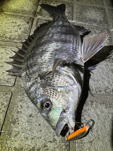 クロダイの釣果
