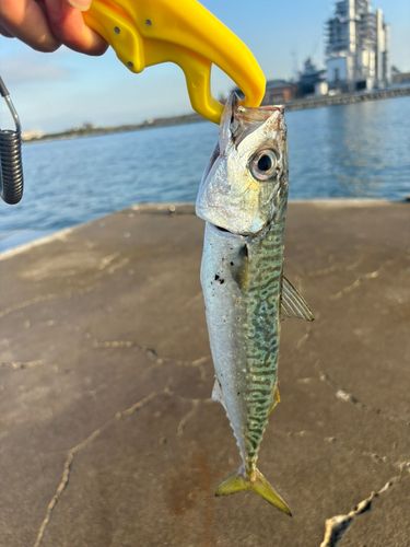 サバの釣果