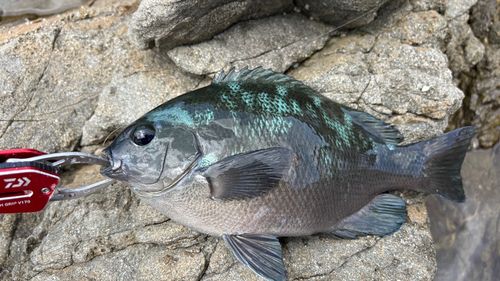 クチブトグレの釣果