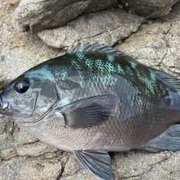クチブトグレ