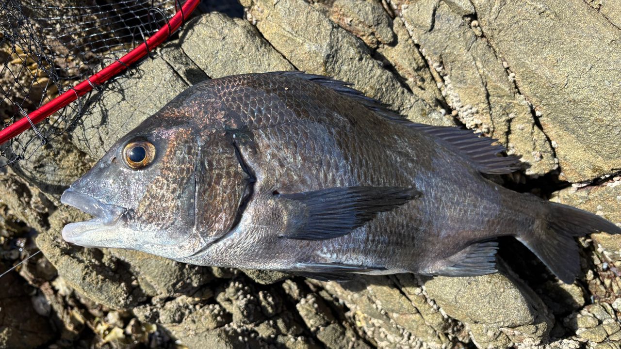 クチブトグレ