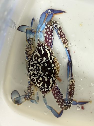 タイワンガザミの釣果