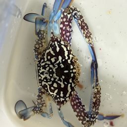 タイワンガザミ