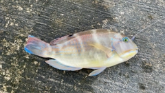 シロクラベラの釣果