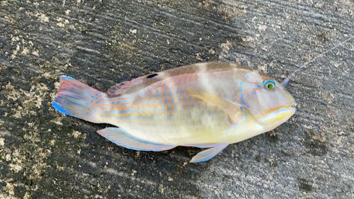 シロクラベラの釣果