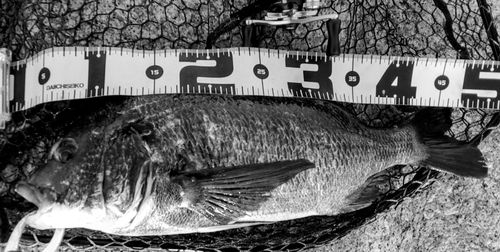 チヌの釣果