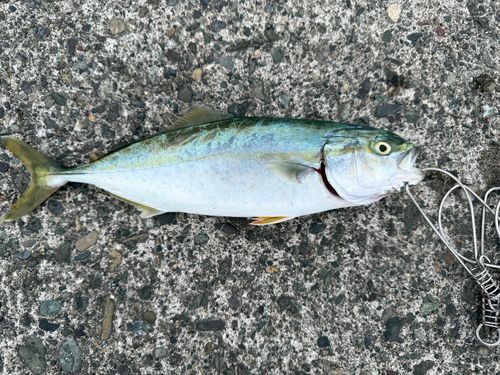 フクラギの釣果