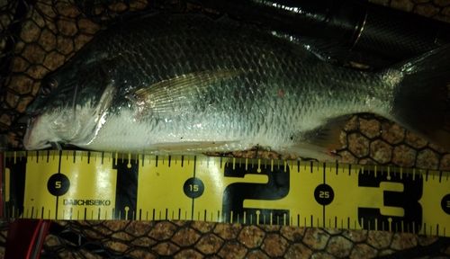 キビレの釣果