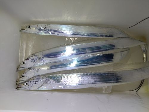 タチウオの釣果