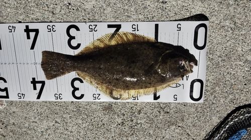 ソゲの釣果