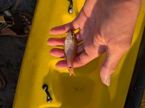 ネンブツダイの釣果