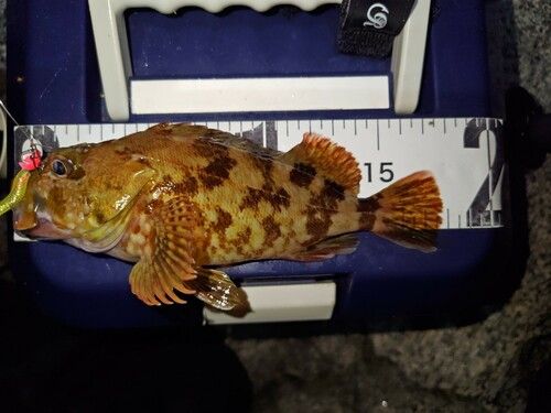カサゴの釣果