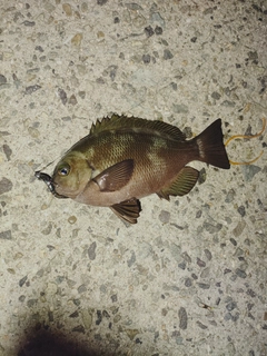 グレの釣果