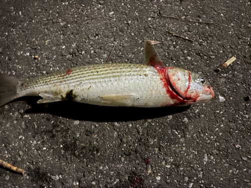 ボラの釣果