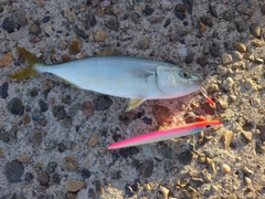 コズクラの釣果