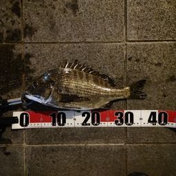 クロダイ