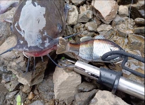 アメリカナマズの釣果