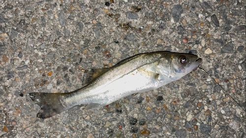 セイゴ（マルスズキ）の釣果