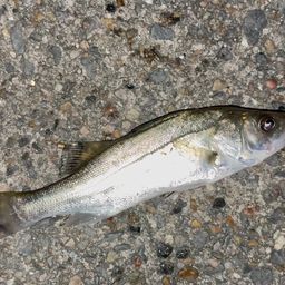 セイゴ（マルスズキ）