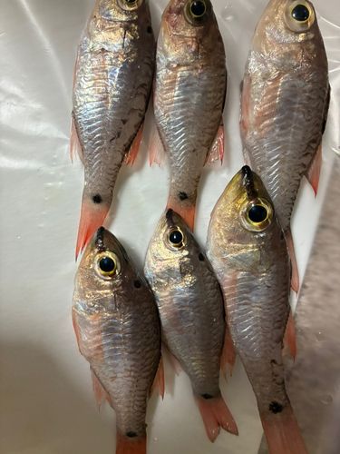 ネンブツダイの釣果