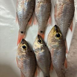 ネンブツダイ