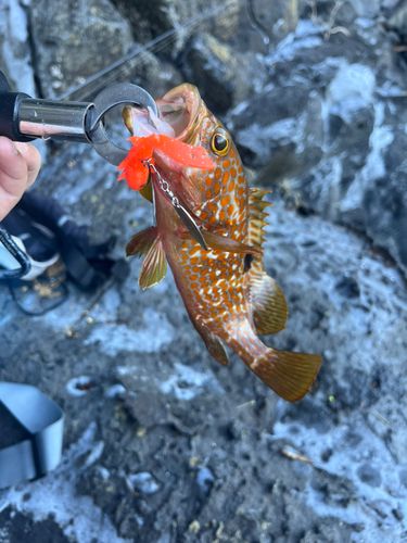 キジハタの釣果