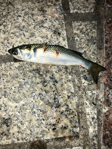 コボラの釣果