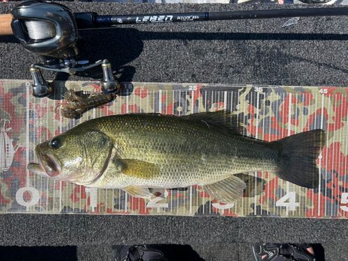 ブラックバスの釣果