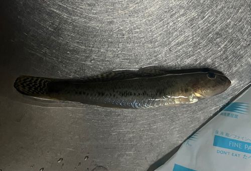 マハゼの釣果