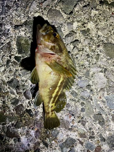 シマソイの釣果