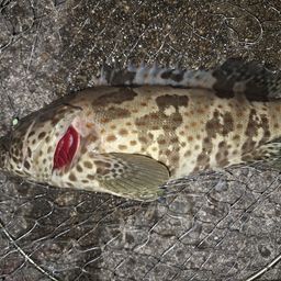 チャイロマルハタ