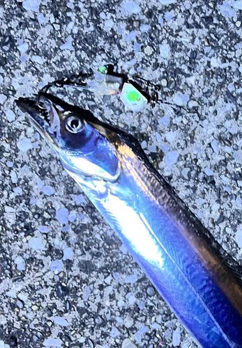 タチウオの釣果