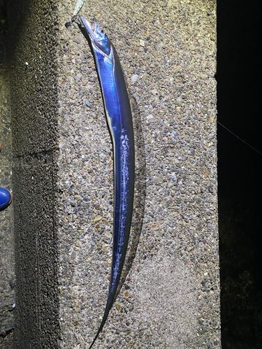 タチウオの釣果