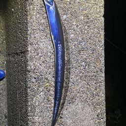 タチウオ